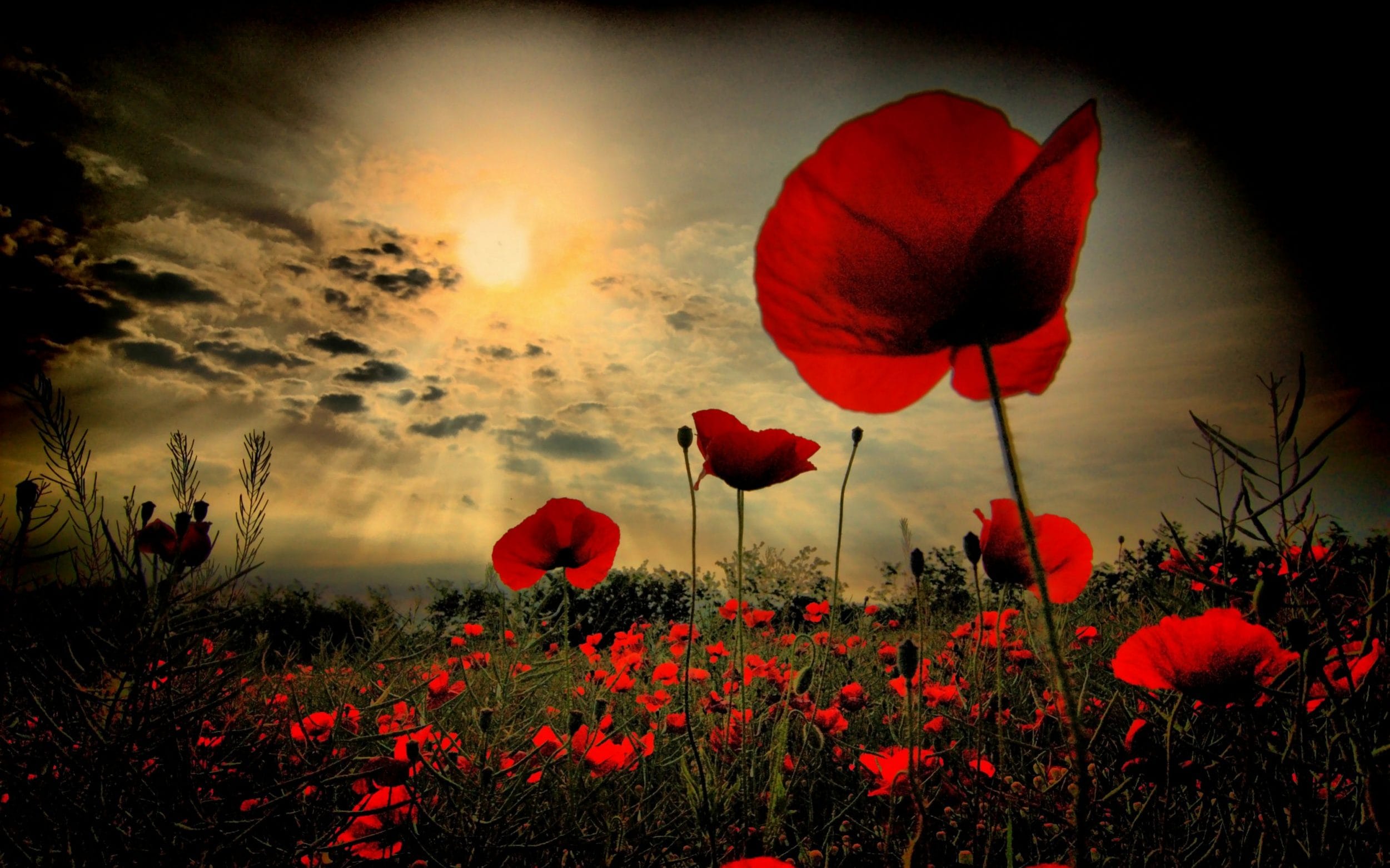 Rememberance Day 2020 Images Quotes Wishes Messages Sayings Pictures 
