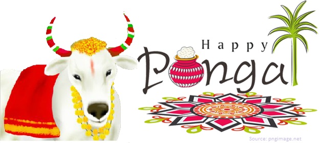 Pongal 2021 Date Significance Wishes SMS Celebration Know All The Facts