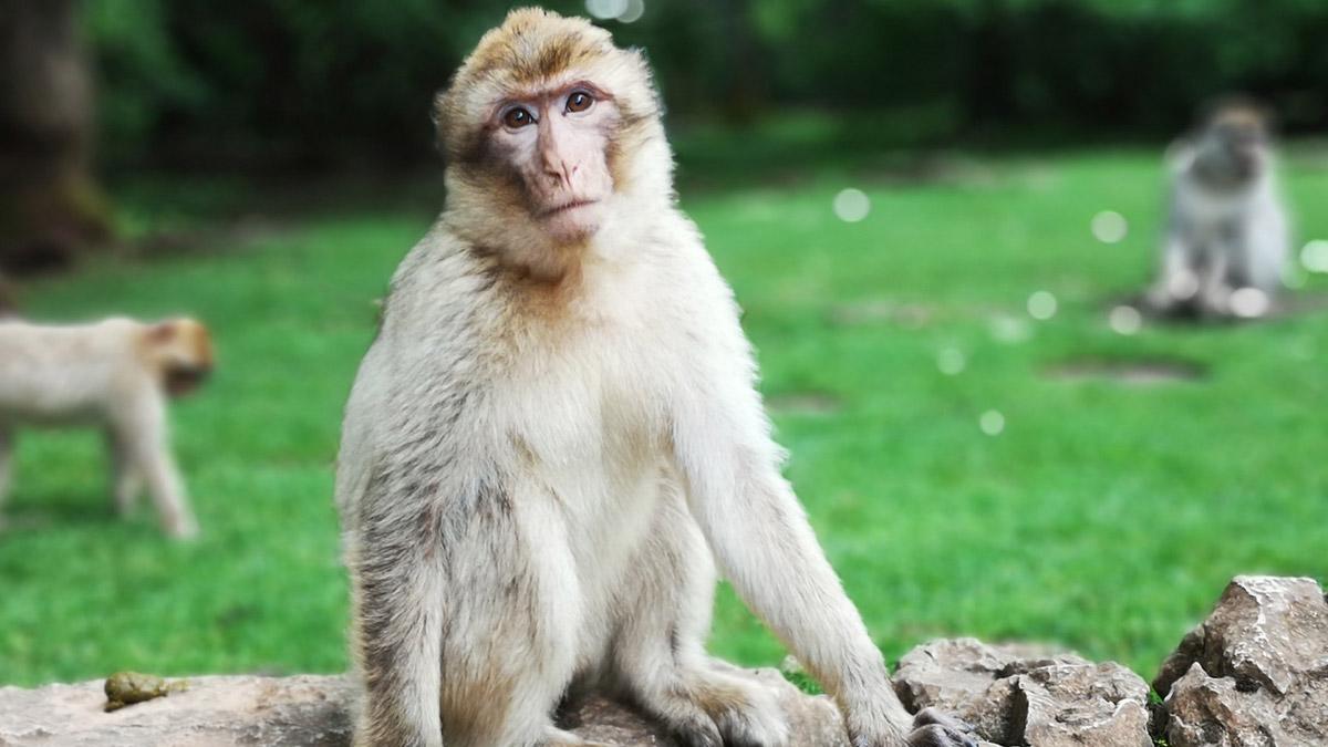 China Reports Its First Human Death Due to Monkey B Virus