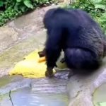 Chimpanzee Washes Clothes in Desi Style Like Humans Video