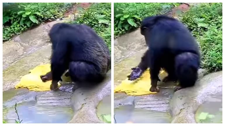 Chimpanzee Washes Clothes in Desi Style Like Humans
