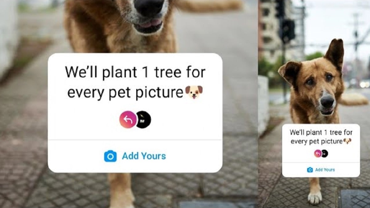 ‘We’ll Plant 1 Tree For Every Pet Pic’ On Insta & Why It’s Not Real Trend Explored!