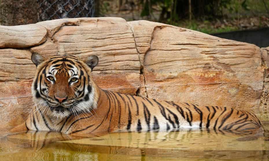 Naople Zoo Tiger Shot Dead 