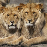 The two lions