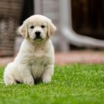 Golden Retreiver Puppy’s Video Viral