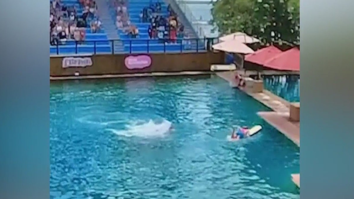 Dolphin Attack Trainer Video During Show At Miami Seaquarium