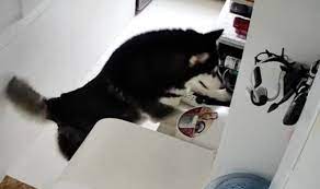 Husky Dog In China Knows How To Cook Rice For Its Owner