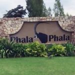 Phala Phala Farm Auction