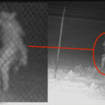 Watch Texas Zoo Unidentified Creature Chupacabra Roaming Caught On Camera Bizarre Picture Videos