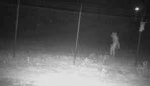 Watch Texas Zoo Unidentified Creature Chupacabra Roaming Caught On Camera Bizarre Picture Videos