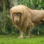 China Zoo Lion Haircut Goes Viral, Lion's Unique 'Fringe' hairstyle With Mullet Causes Uproar