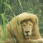 China Zoo Lion Haircut Goes Viral, Lion's Unique 'Fringe' hairstyle With Mullet Causes Uproar